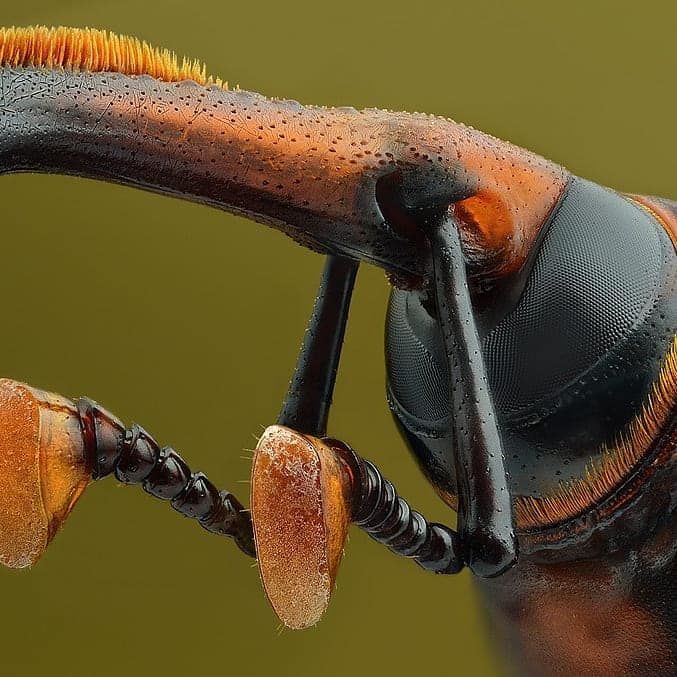 Rhynchophorus ferrugineus
Crvena palmina pipa