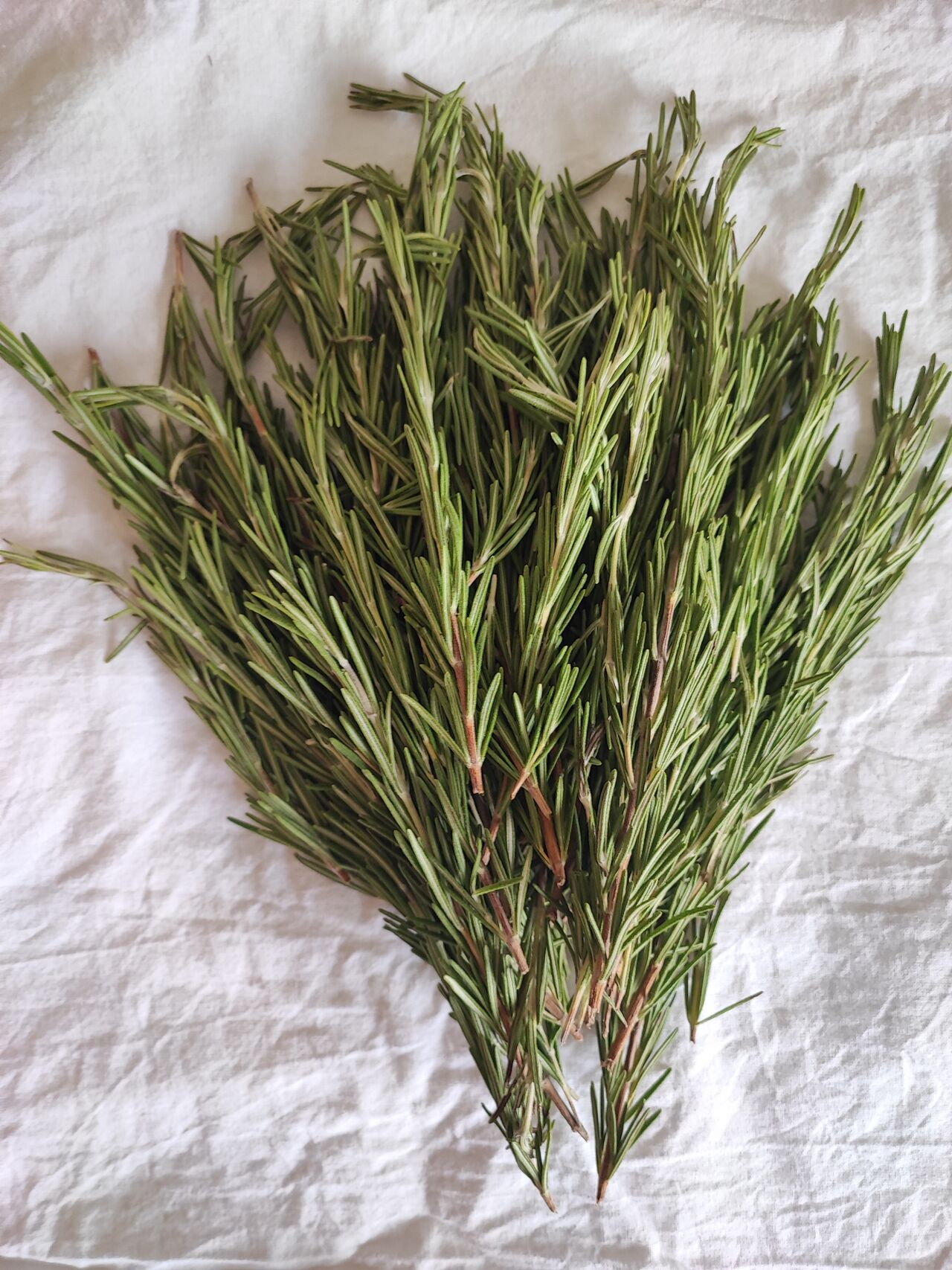 L'"Encensier" Nouveauté