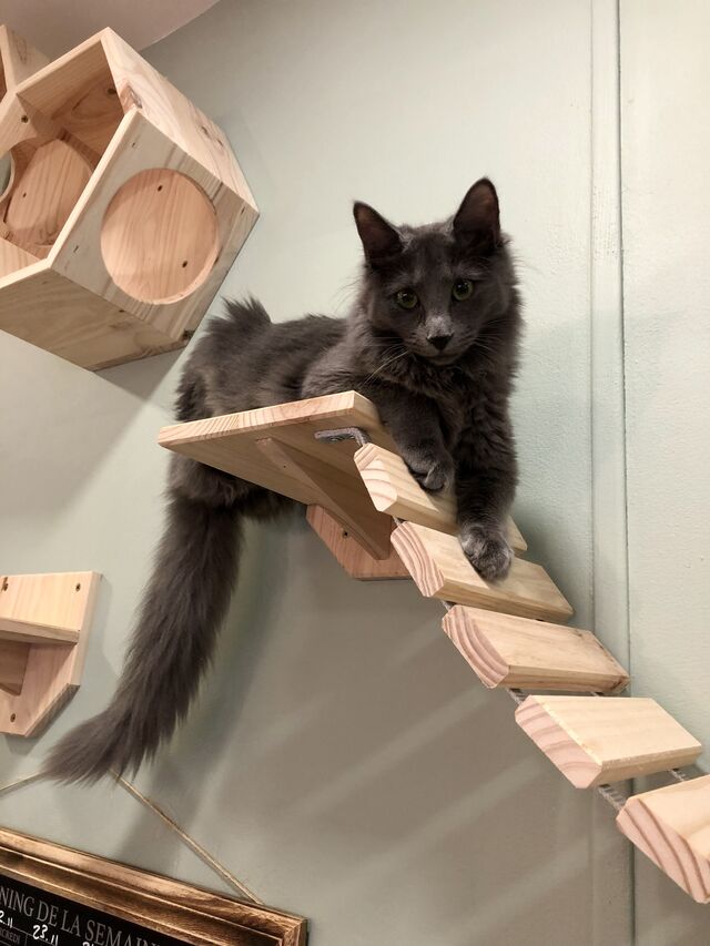 Saphir, le magnifique