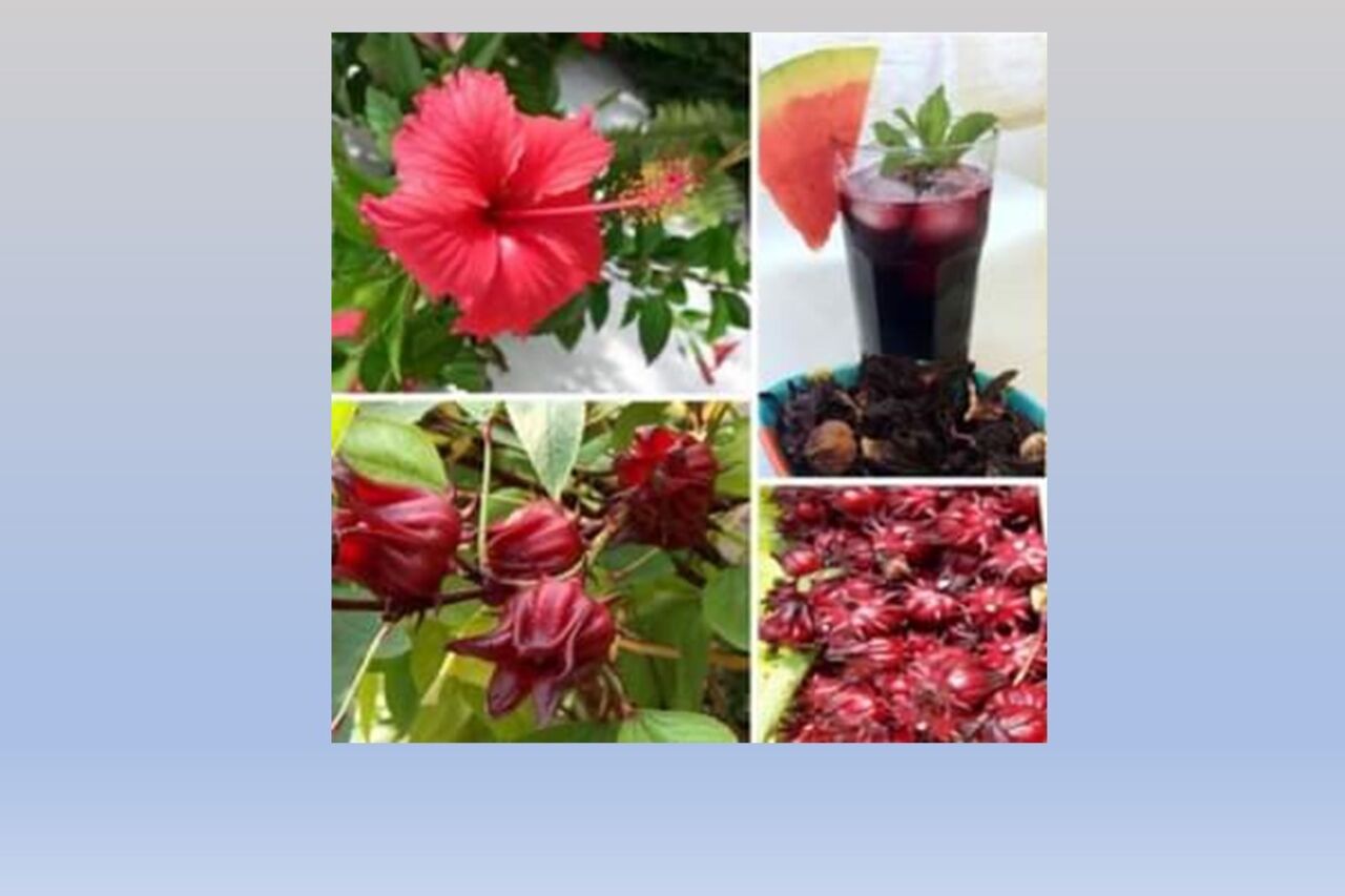 Nos Jus Naturel BISSAP