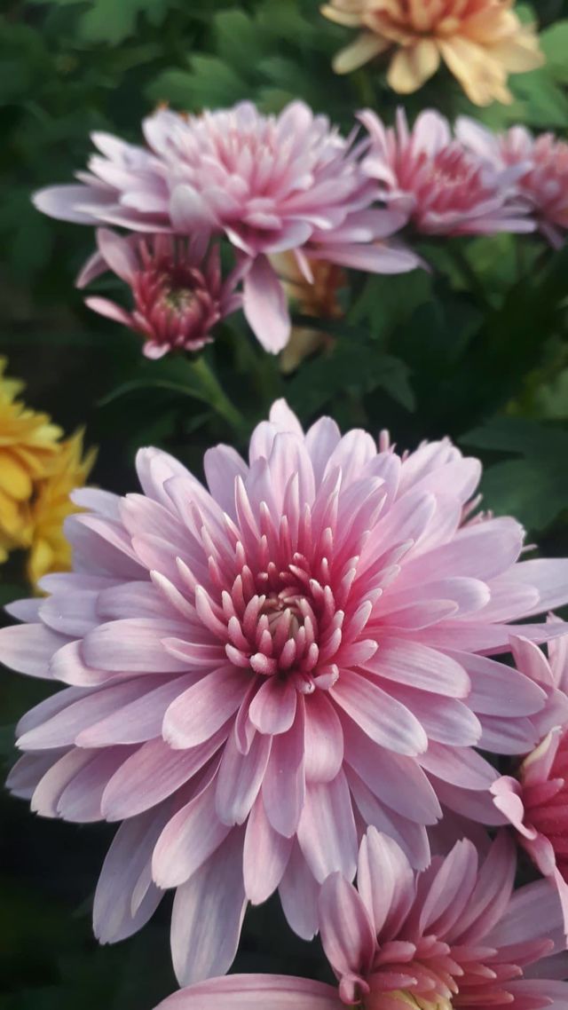 Krizantema-Chrysanthemum