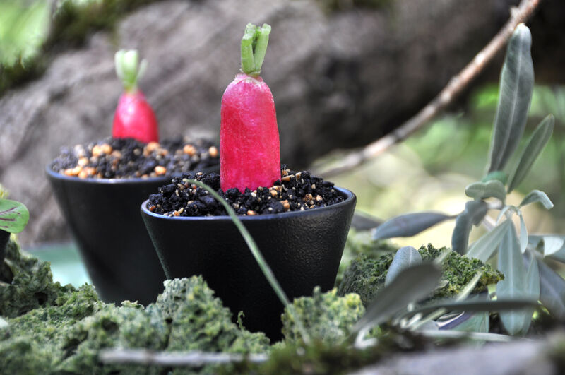 Ca se passe sous mon olivier....