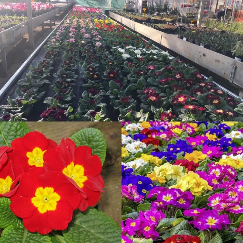 Jaglac
Znanstveni naziv: Primula Viša klasifikacija: Jaglačevke