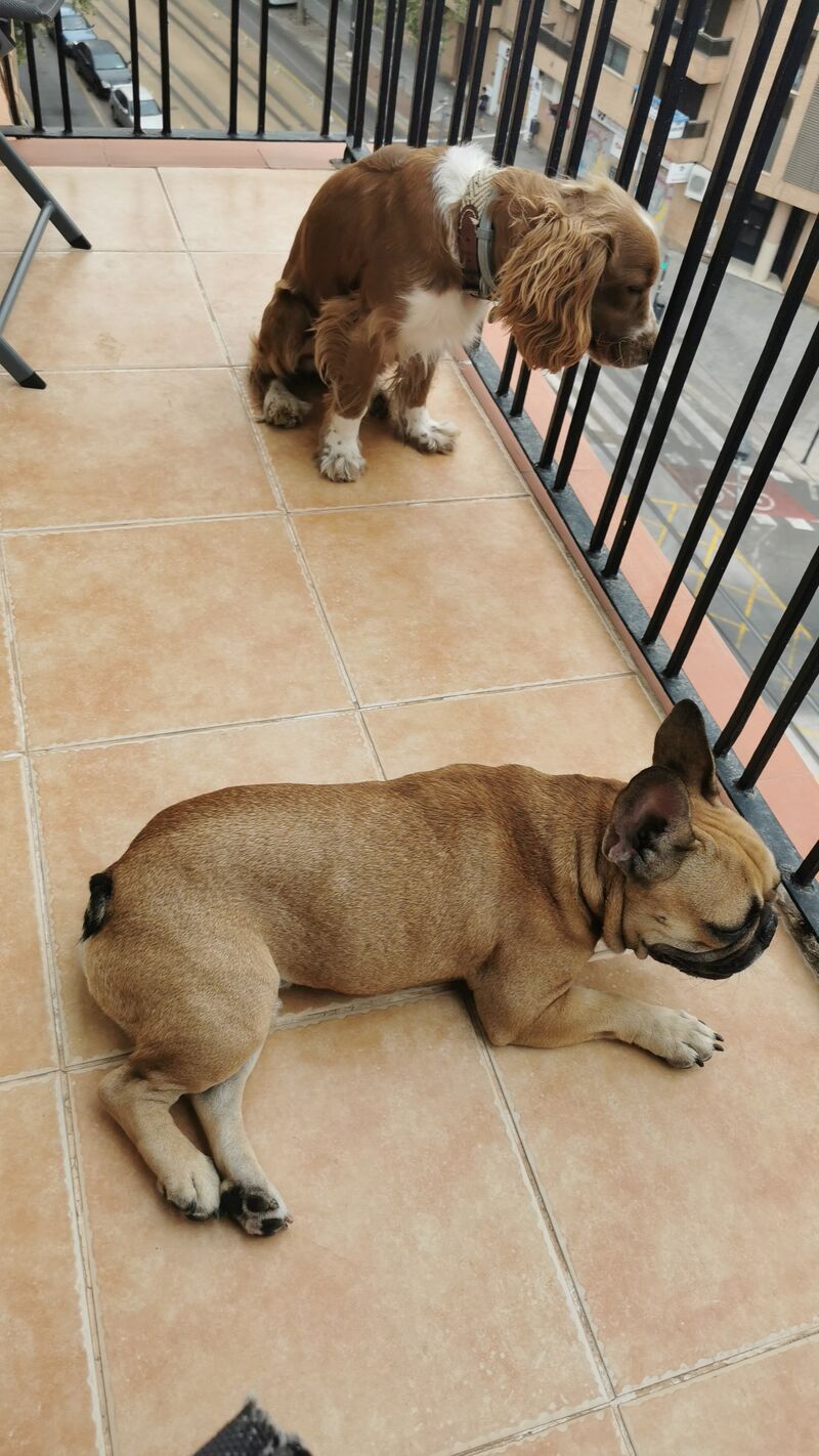 Tofe y Richie disfrutando de la terraza 😉