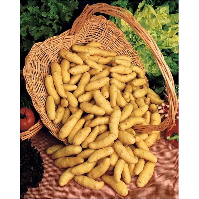 Pommes de terre ratte tourbe - 3,75€/kg