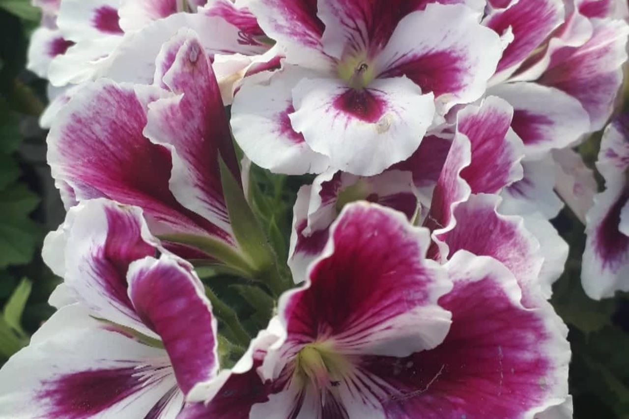 Pelargonija, žeravak, muškatla, điran