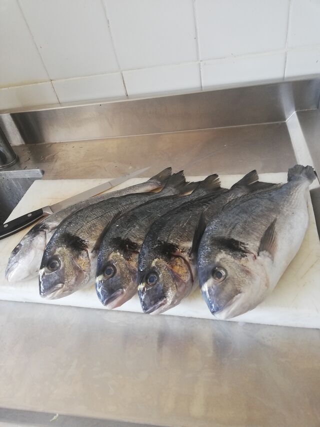 Dorades fraîches 