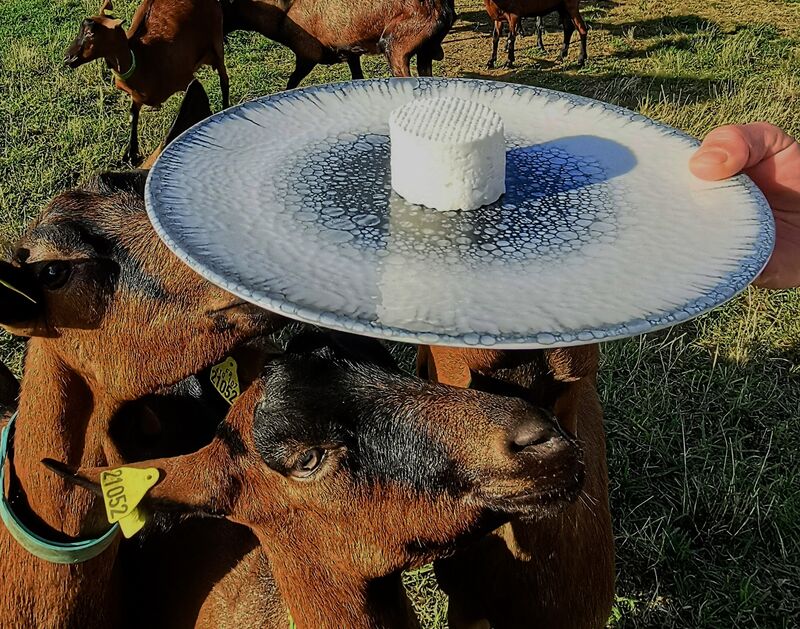 LE CROTTIN DE CHEVRE FRAIS