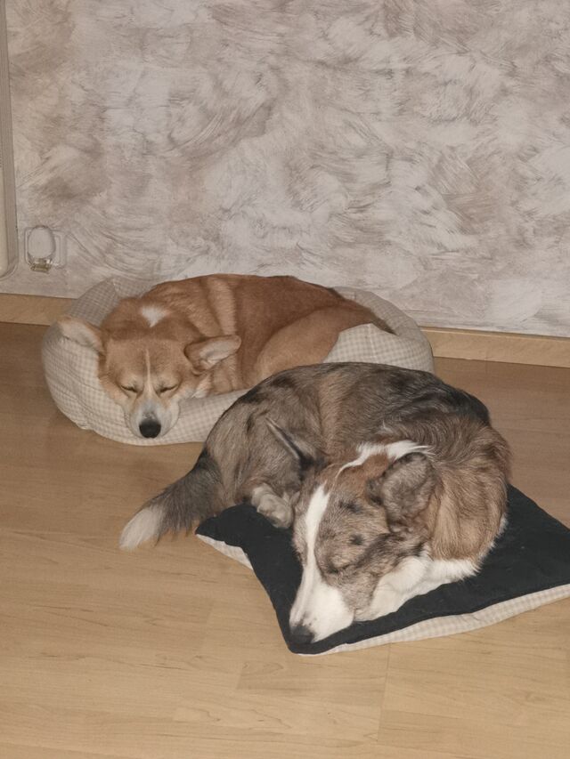Atila y Magno la representación de los Corgi Galés 