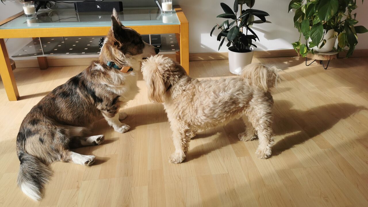 Gypsy y Magno se adoran 😘