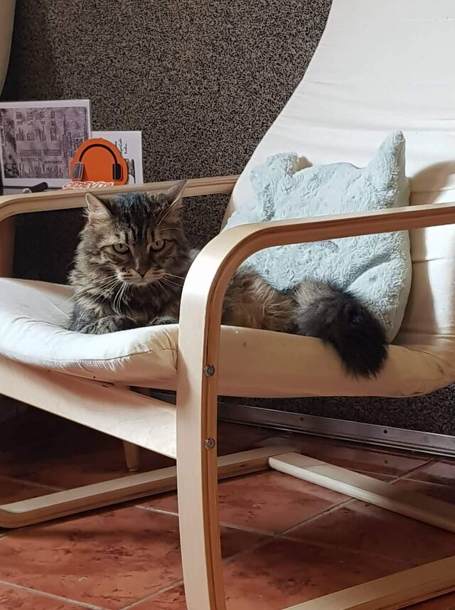 Richard umoran od mačjeg života