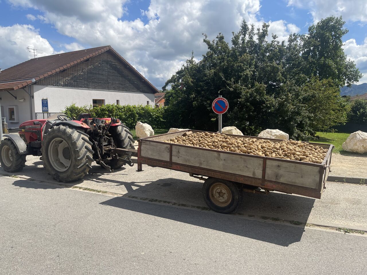 Pomme de terre du jardin 