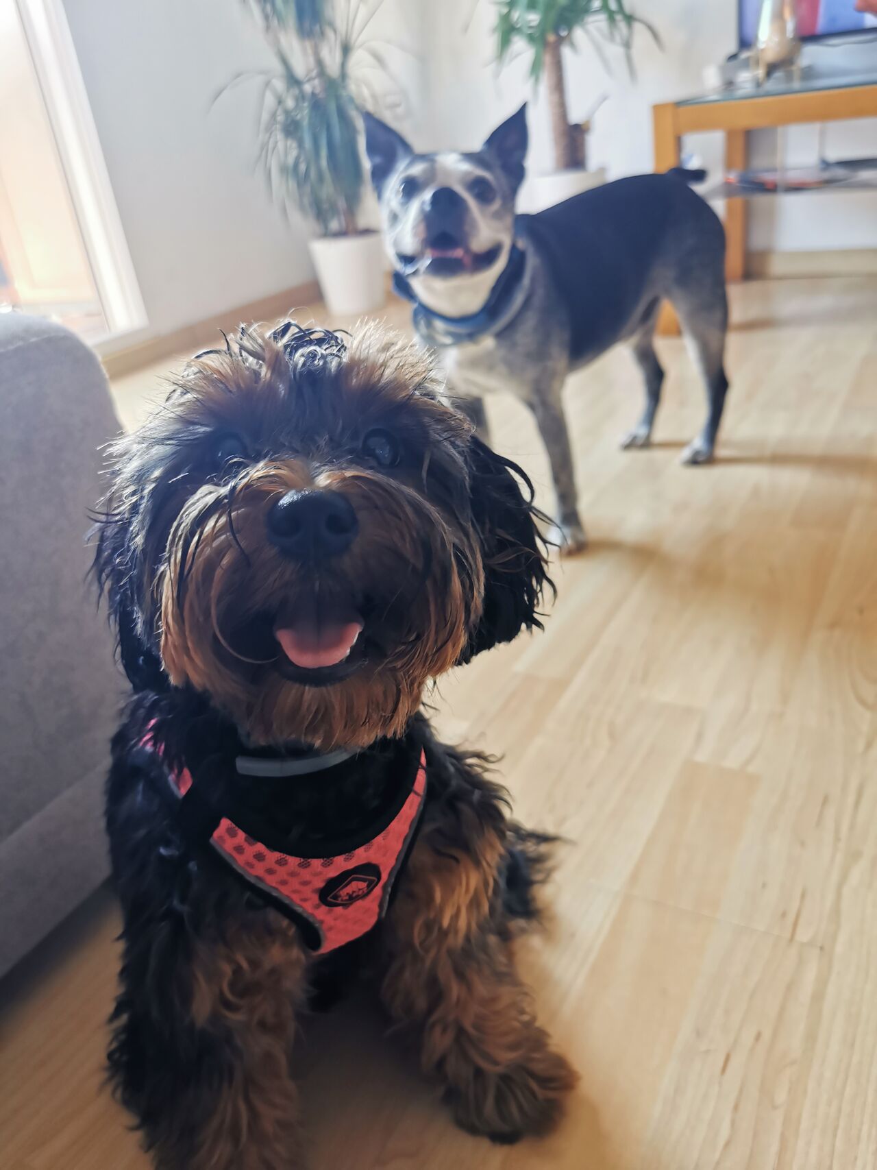 💕Mercedita y Oliver 🐾