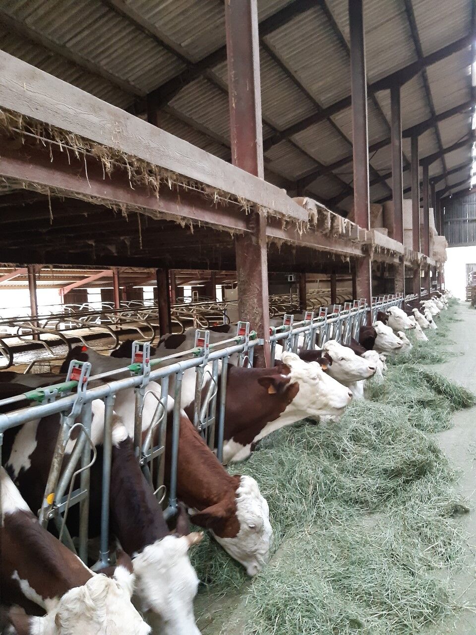 Nous élevons des vaches de race Simmental et Montbeliarde