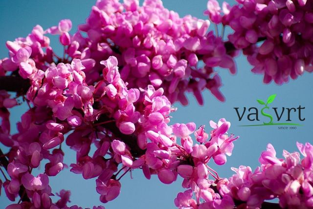 
Cercis siliquastrum (judić, judino drvo)