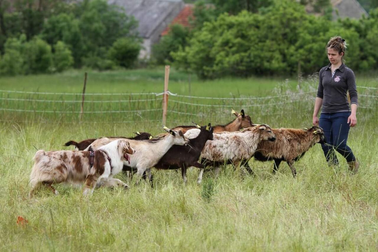 Chevrier, une vocation, une carrière, une passion !