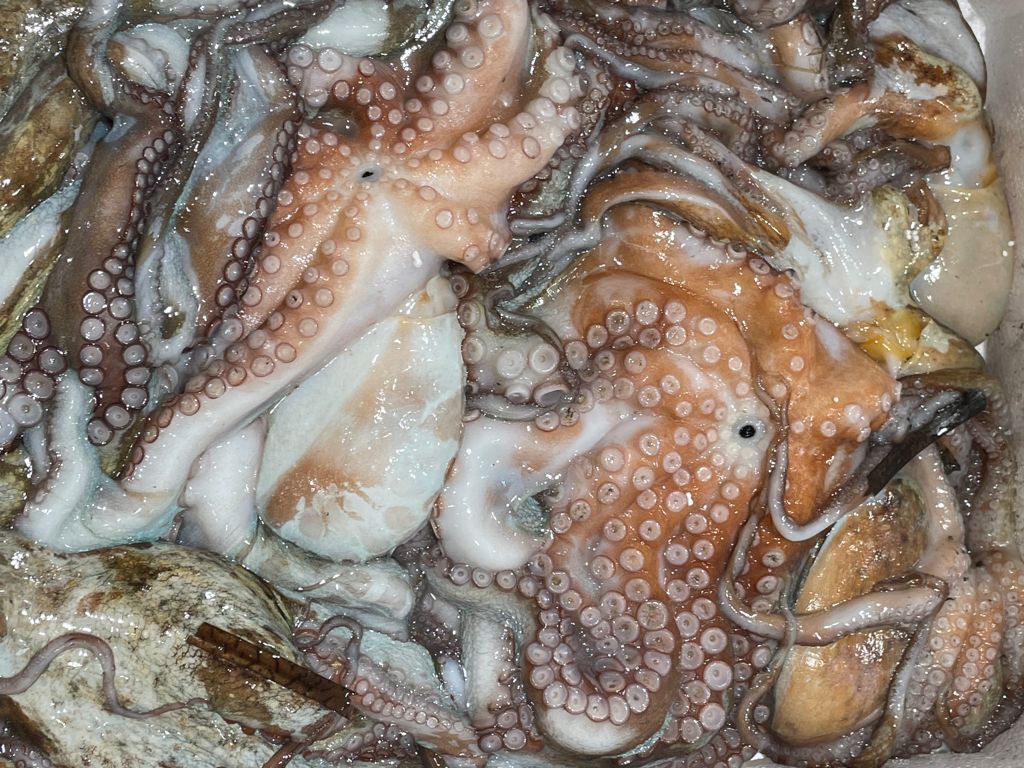 polpi locali