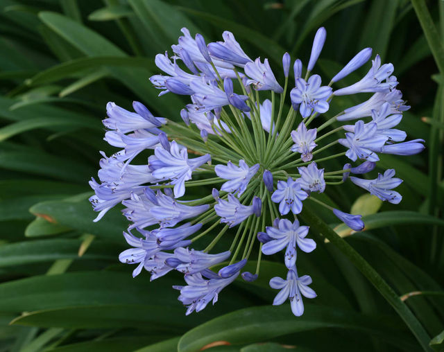 Afrički ljiljan
AGAPANTHUS
