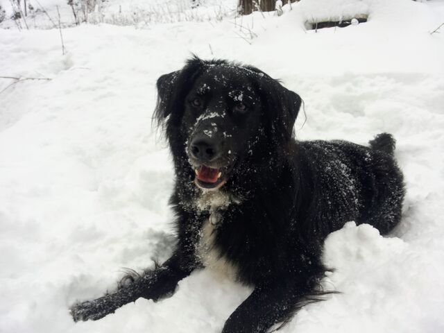 Hunde sind herzlich willkommen