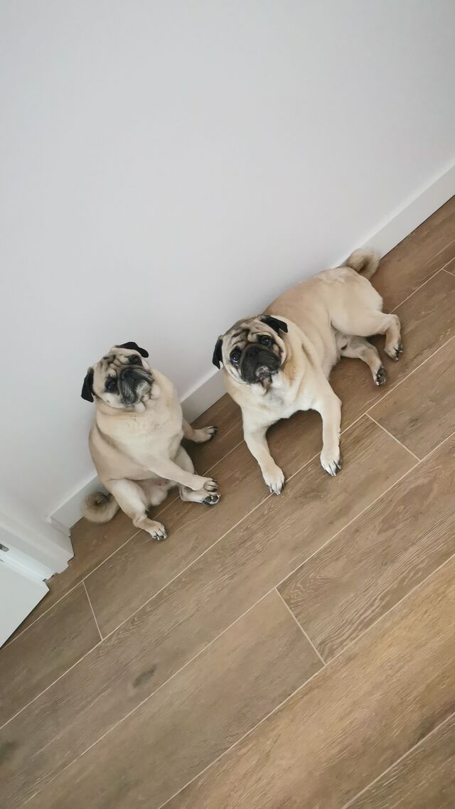 🐾Bowser y Wisley🐾