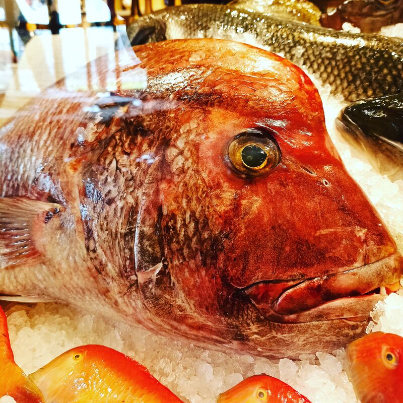 10 KG DENTICE GIBBOSO 