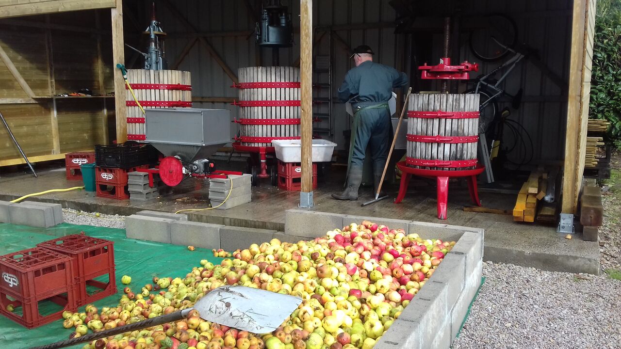 Notre maître de chai, Pascal, broie et presse les pommes pour le futur cidre.