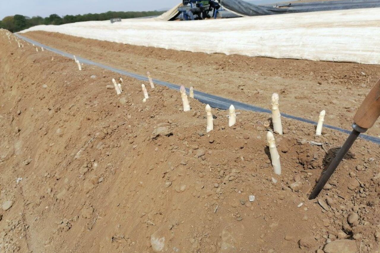 Une culture ancestrale .....