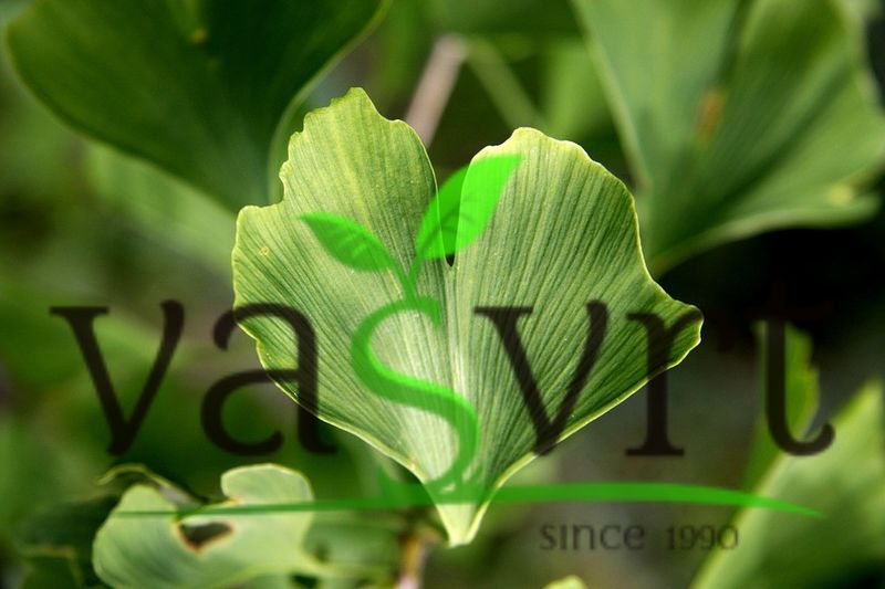 GINKO BILBOA – DRVOREŽNJASTI GINKO – JAPANSKA LIJESKA