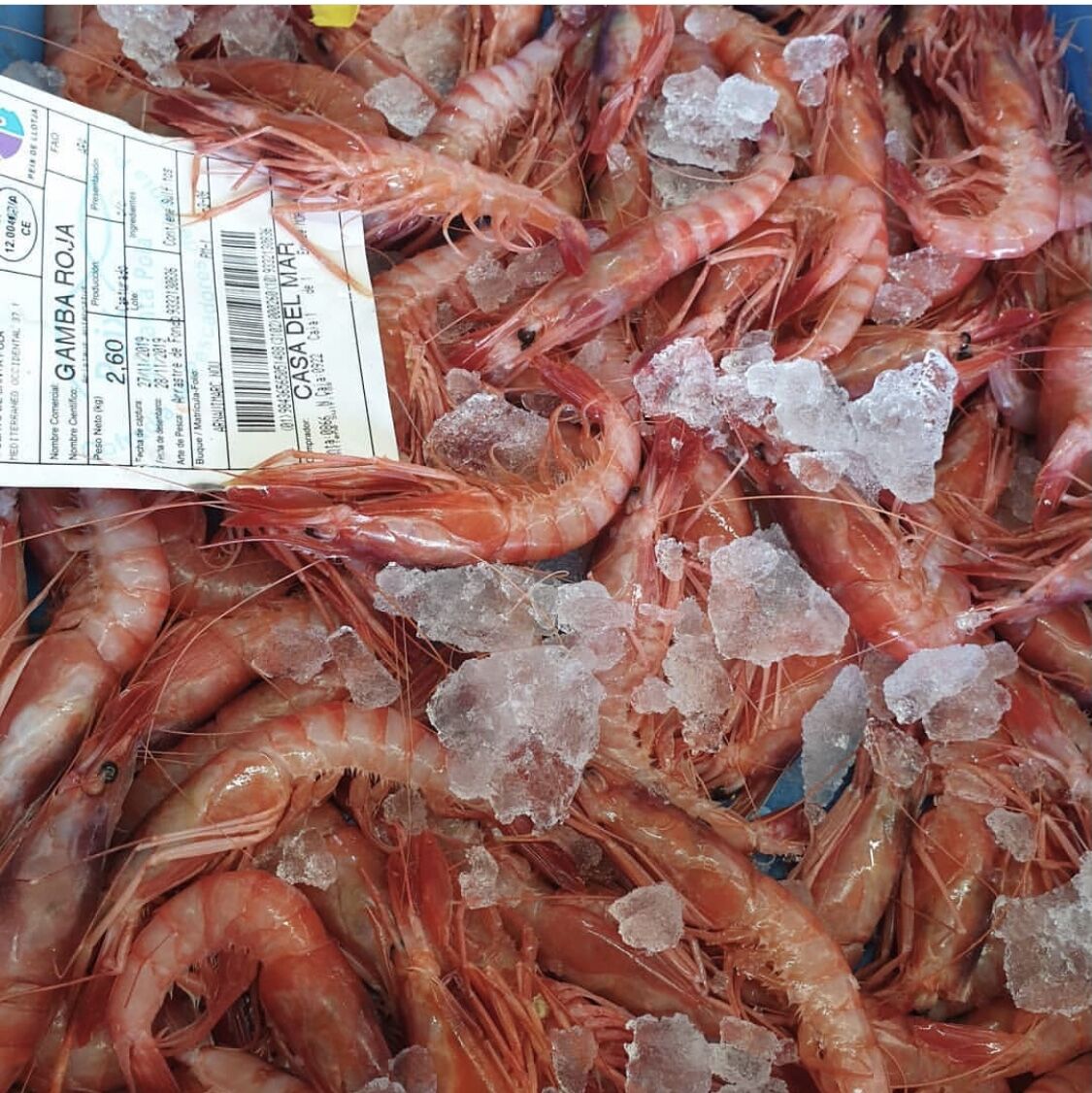 Gamba roja de la bahia de Santa Pola