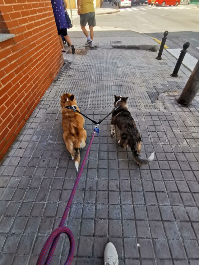 Los hermanos Atila y Magno 