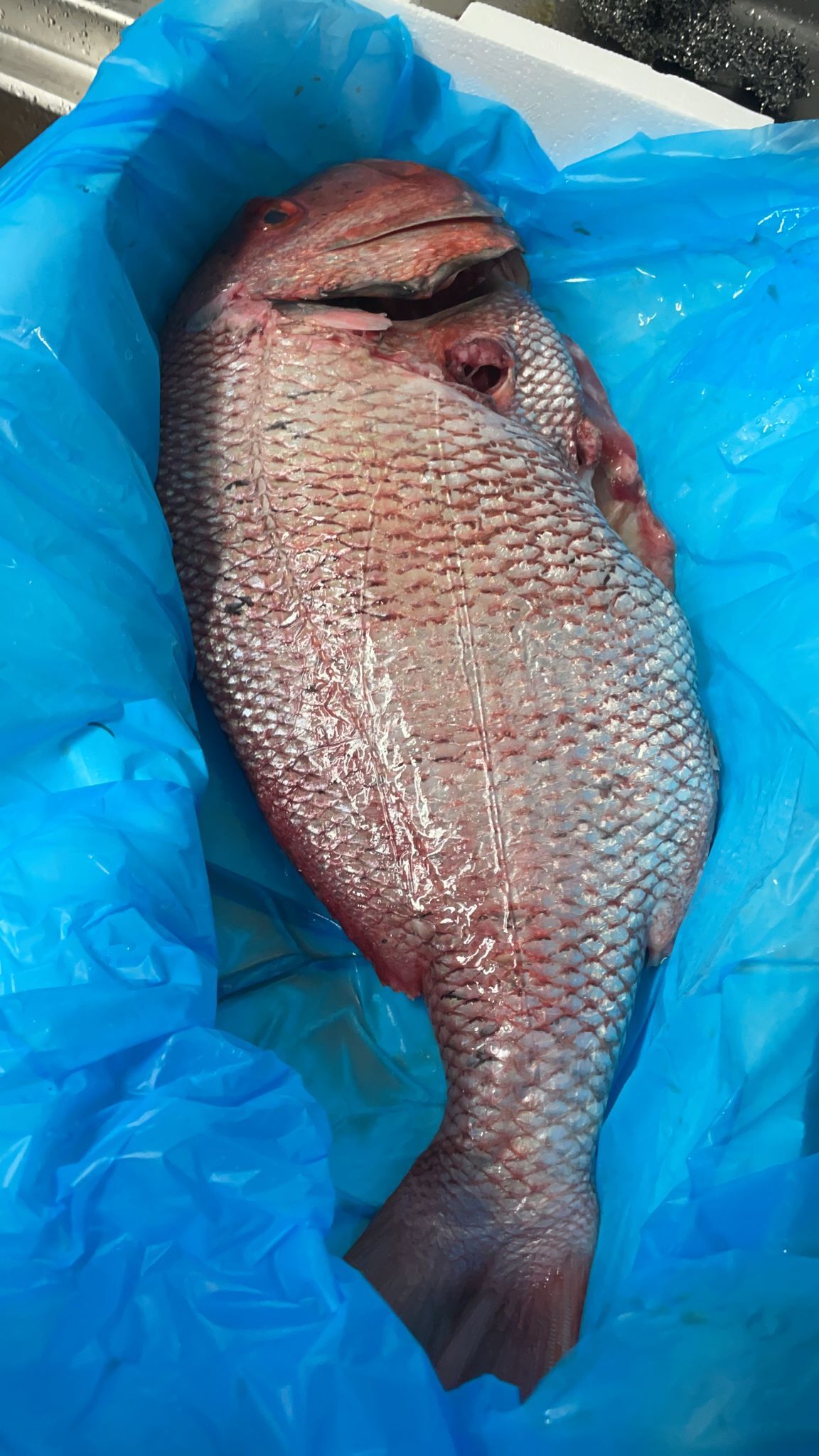 PESCADOS SALVAJES POR ENCARGO