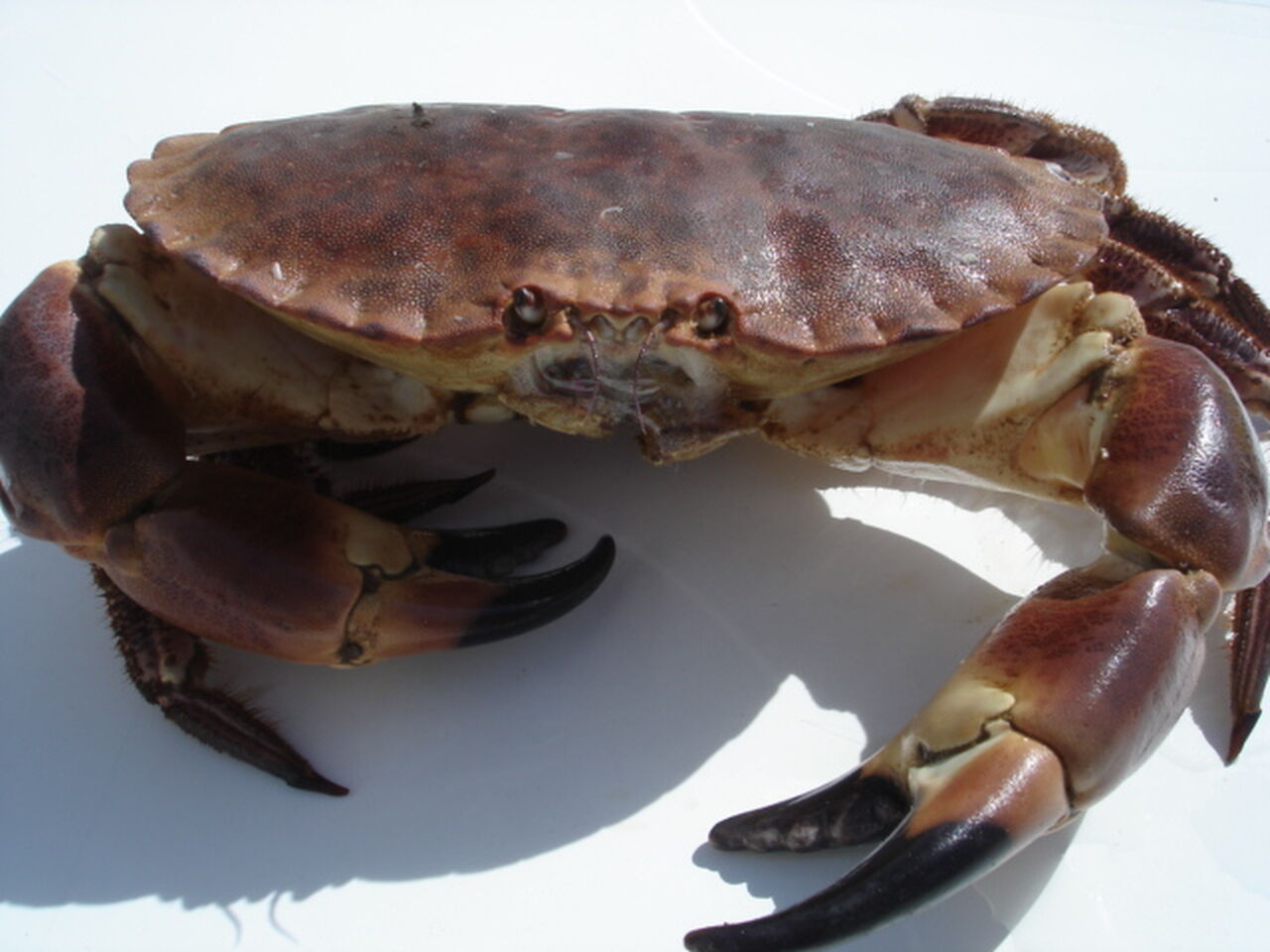 Crabe 10.00€ le kg 