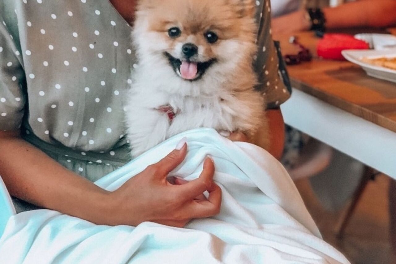 ? Szukasz restauracji przyjaznej zwierzakom ?‍?