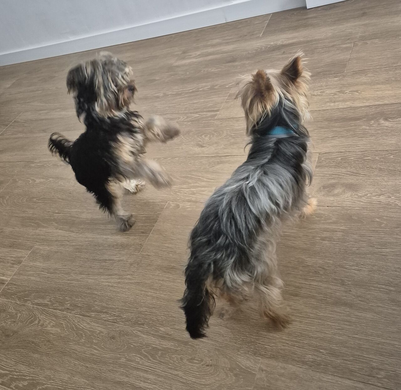 Argento y Brownie 🐾🐾