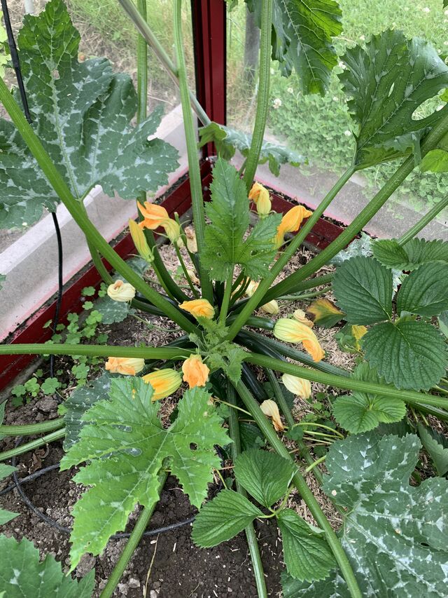 Courgetten van eigen kweek in het seizoen 