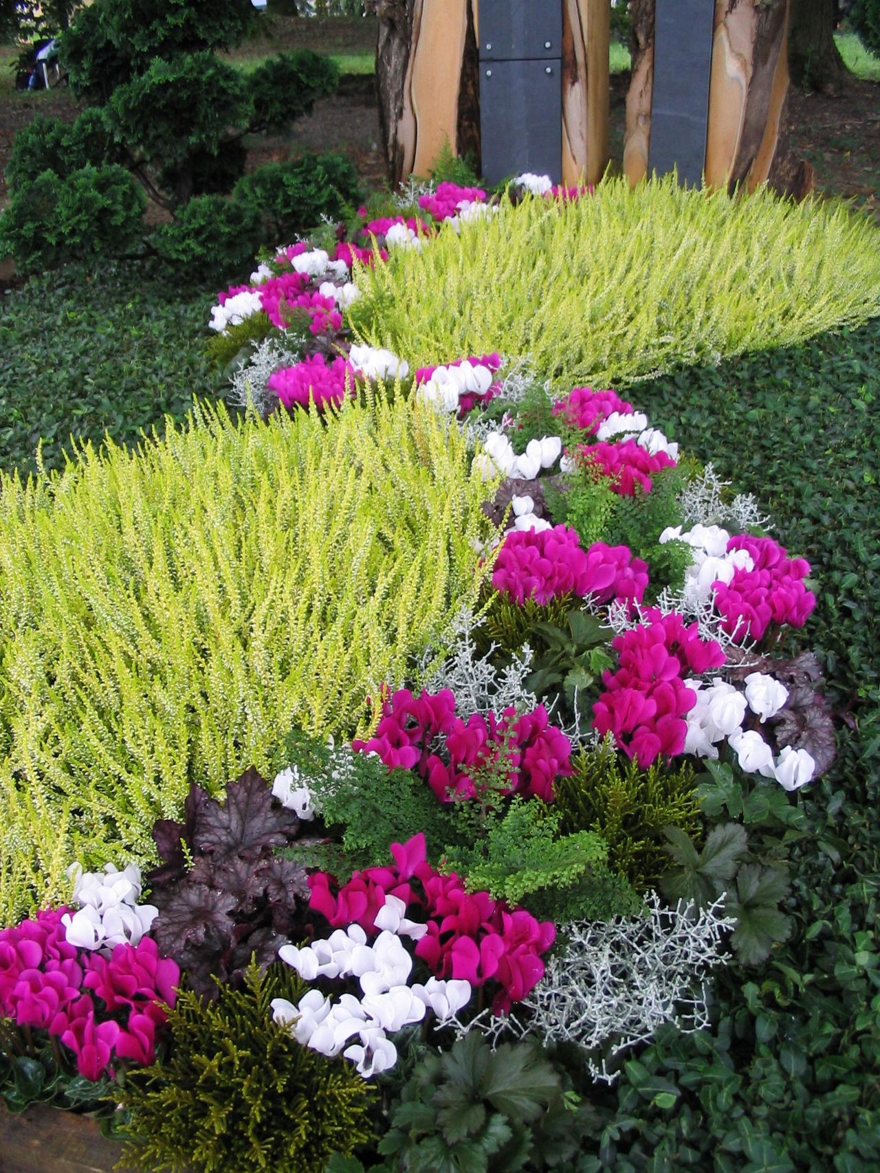 Ciklama
Znanstveni naziv: Cyclamen Viša klasifikacija: Cyclamineae