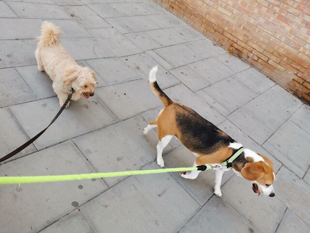 Brunito y Gypsy de paseo 