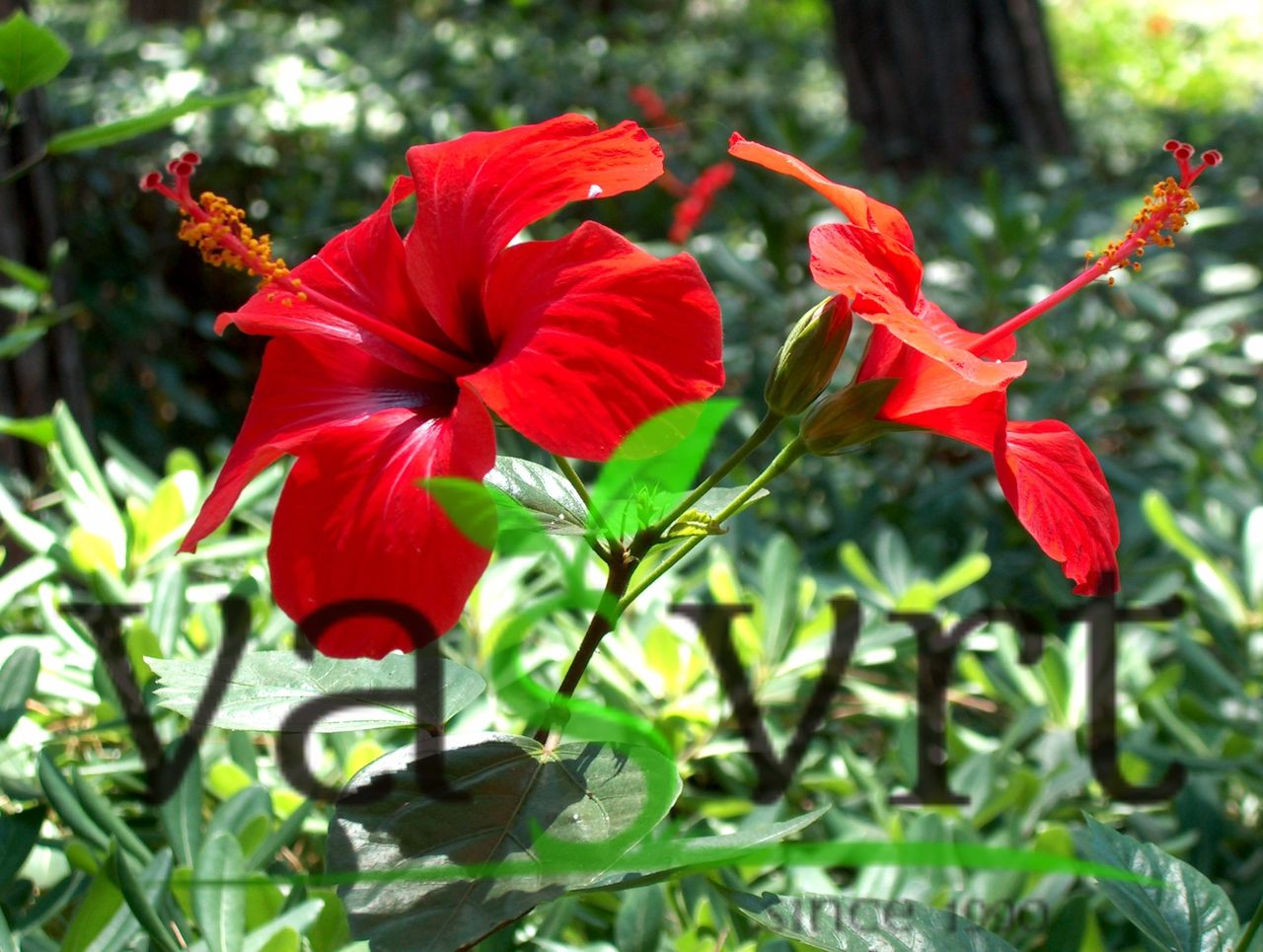 Hibiskus (Hibiscus)