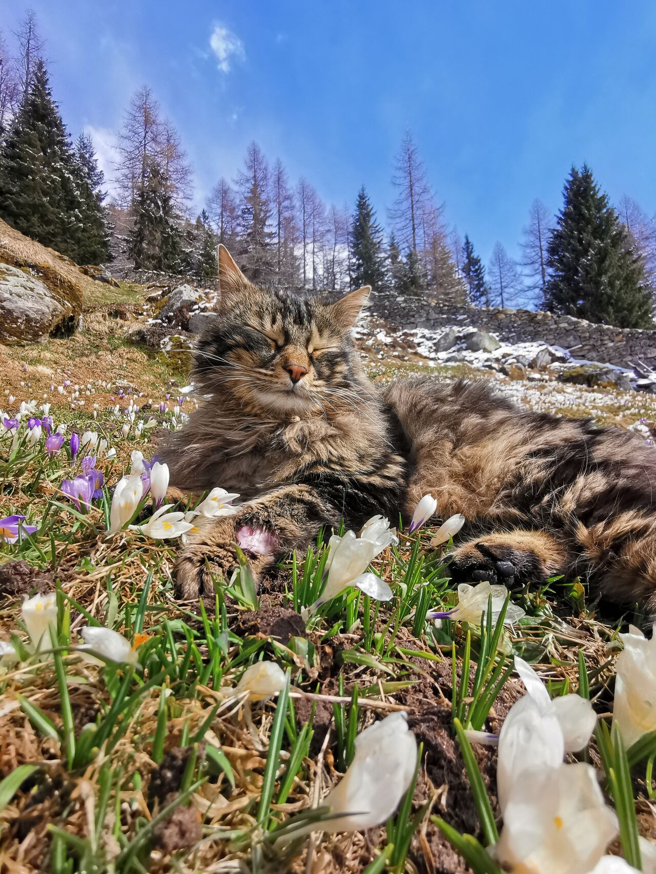 Kasimir