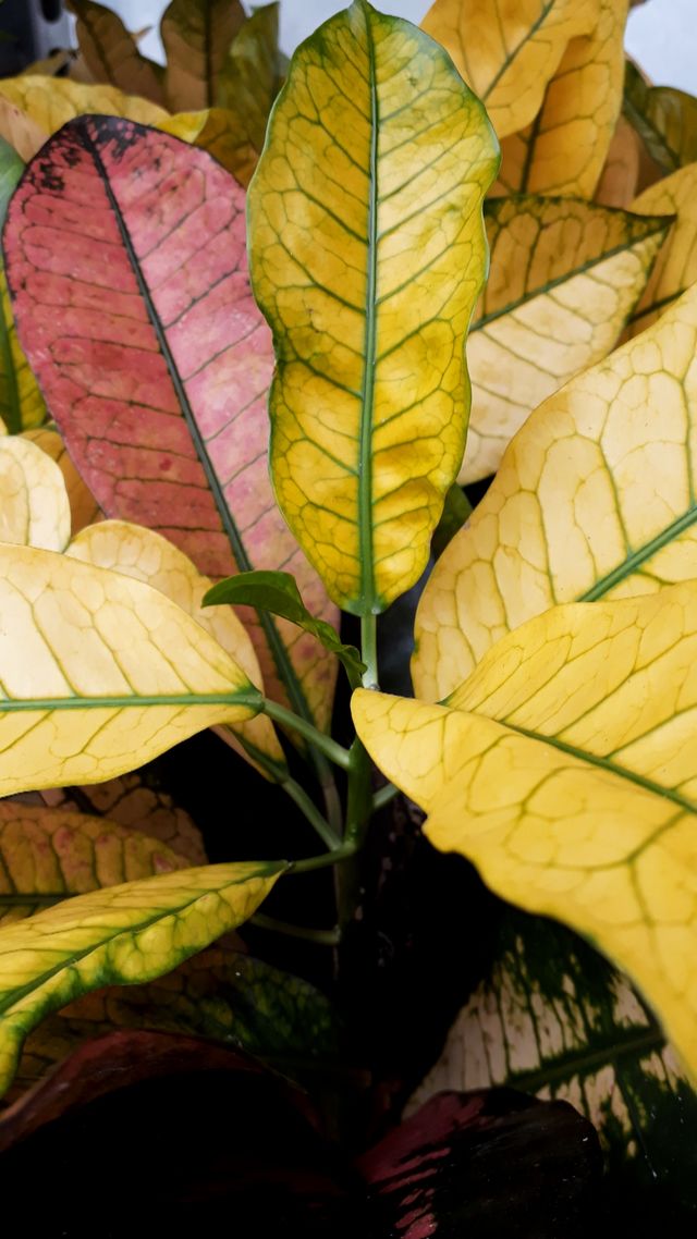 Kroton (Codiaeum variegatum)