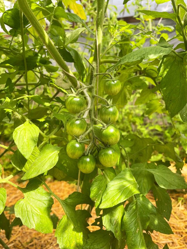 Les tomates du jardin