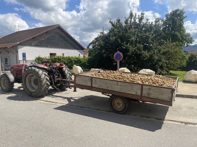 Pomme de terre du jardin 