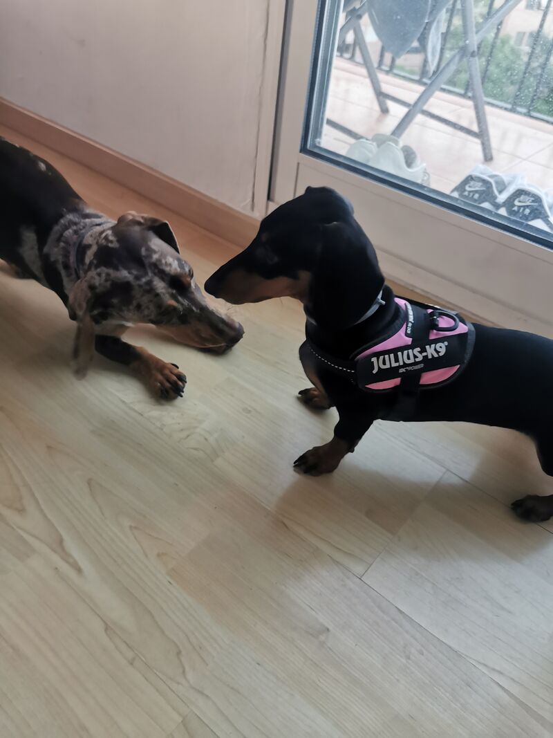 Par de 2 Teckel 🐾 Ona y Freya 💕