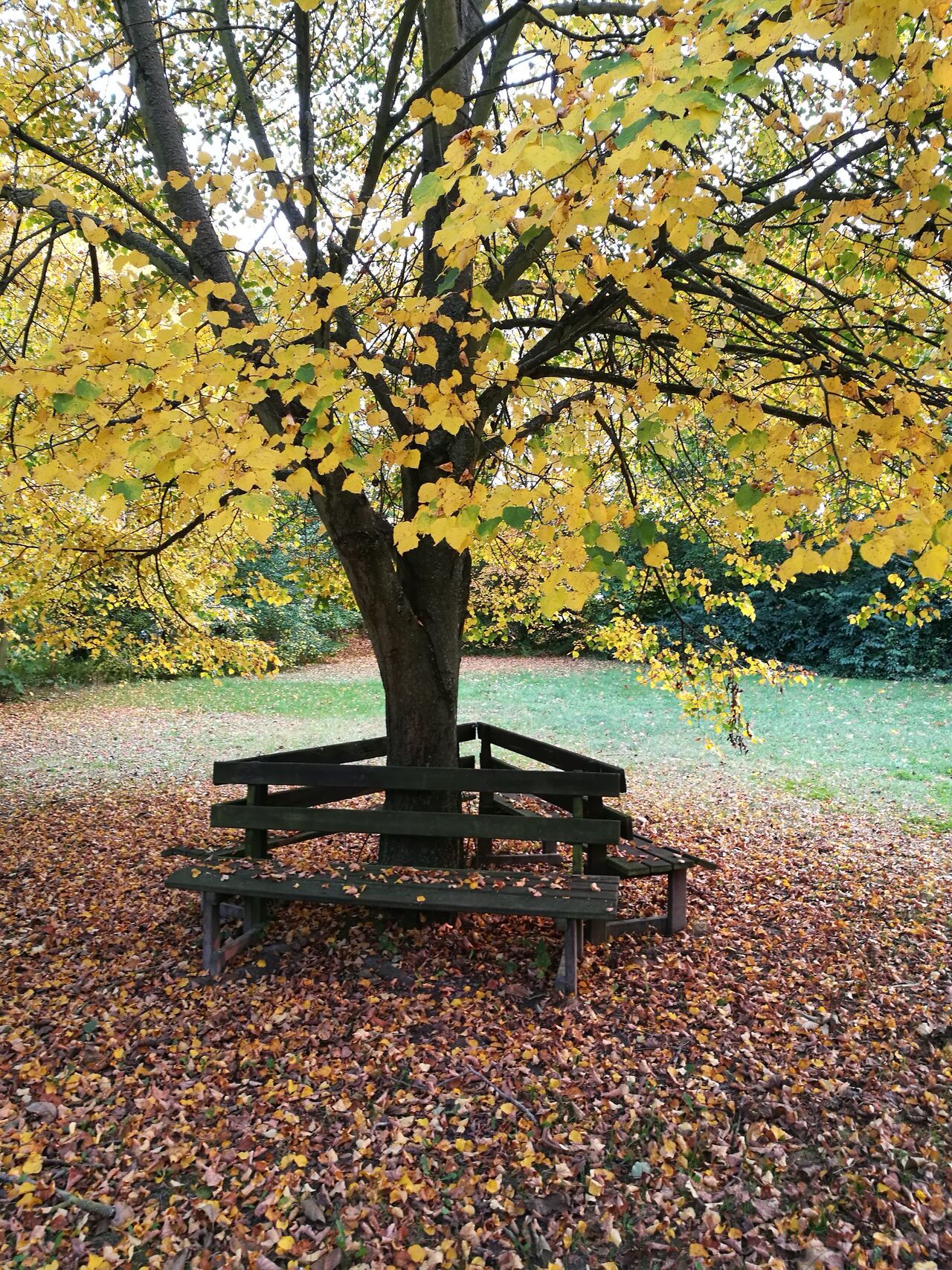 Wiese vor dem Spartenheim