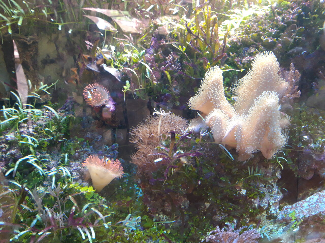 Meerwasseraquarium