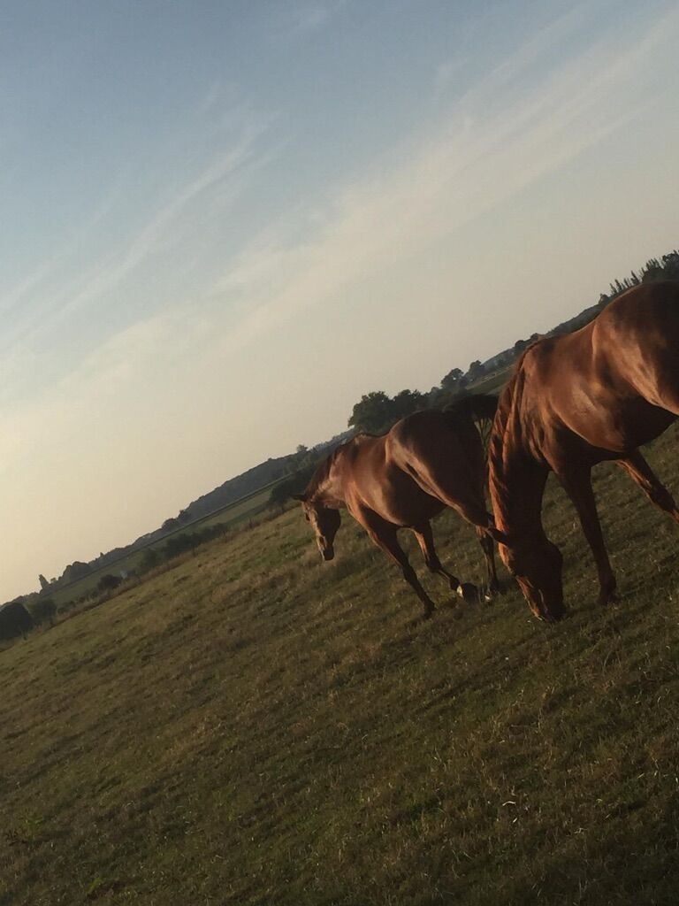 in de lente en zomer manden kan je genieten van deze prachtig zicht .