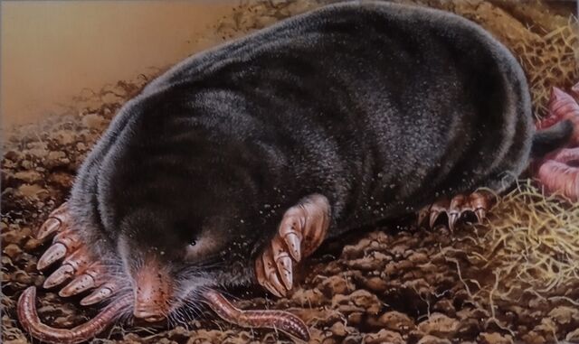 La taupe crée des galeries pour les rongeurs dans les parcs à escargots. 