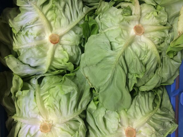 Des salades fraîches aux meilleurs prix 