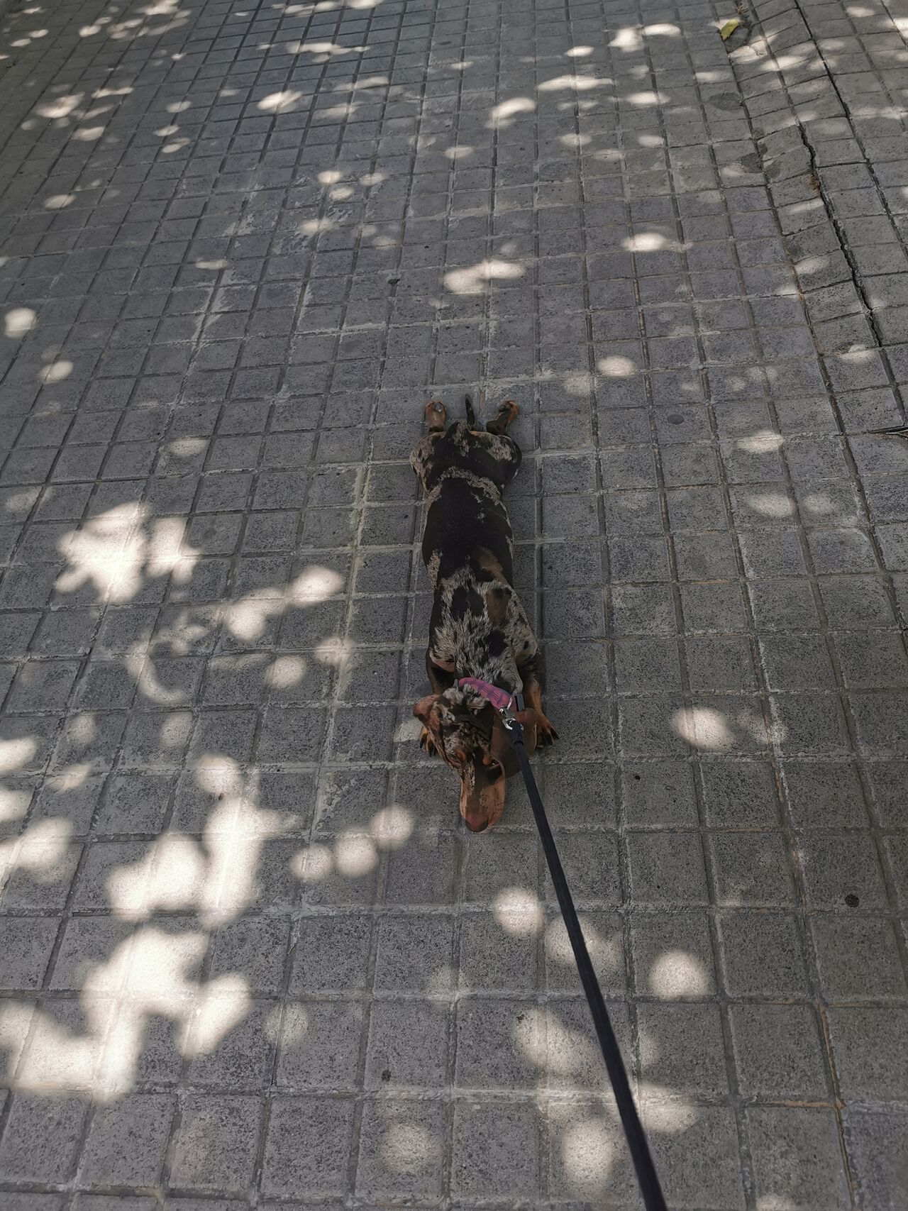 🐾Freya dijo: No camino más 😜🤣💕