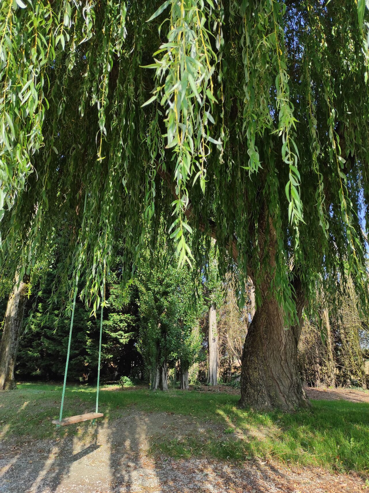La balançoire sous le saule pleureur
